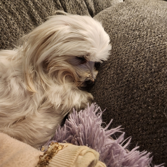 Meet your Posher, Jessica - Picture 4 of 16